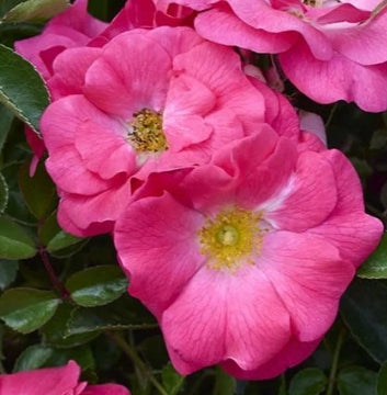 Rosa gc. FLOWER CARPET® Pink Supreme PP16276 (pink)
