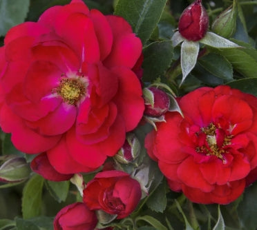 Rosa gc. FLOWER CARPET® Scarlet PP17373 (bright red)