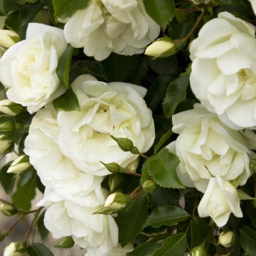 Rosa gc. FLOWER CARPET® White PP9573 (white)