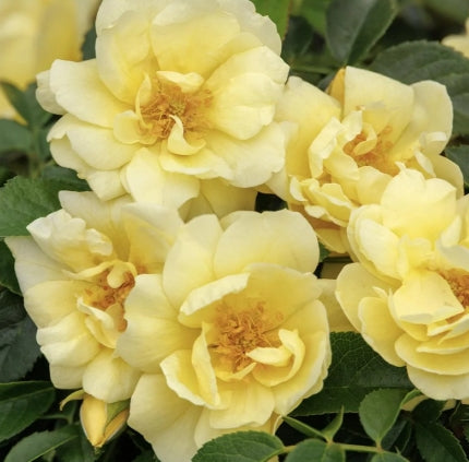 Rosa gc. FLOWER CARPET® Yellow PP13869 (yellow)