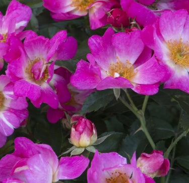 Rosa gc. PINK DRIFT® PP18874 (pink)