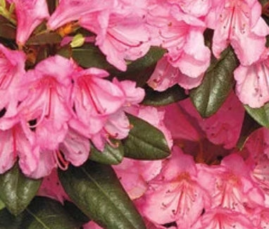 Rhod. 'Bubblegum' (pink) H-1