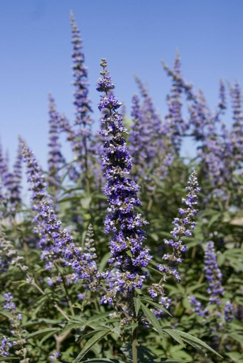 Vitex agnus-castus