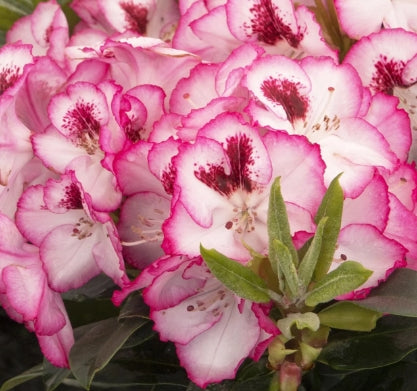 Rhod. 'Cherry Cheesecake' (white-red)- H-2