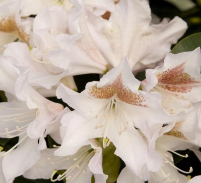 Rhod. 'Cunningham's White' (white)- H-2