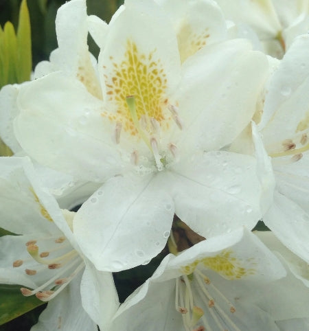 Rhod. 'Chionoides' (white)- H-2