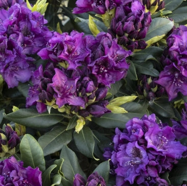 Rhod. 'Edith Bosley' (purple)- H-1