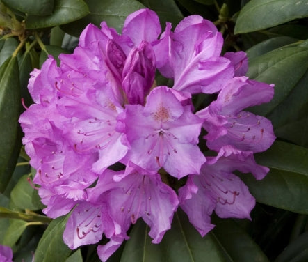 Rhod. 'English Roseum' (lavender-pink)- H-1