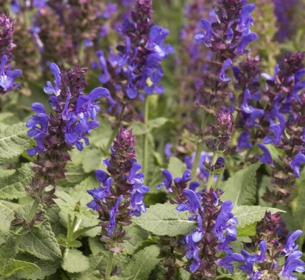 Salvia n. 'Blue Marvel' PP27018
