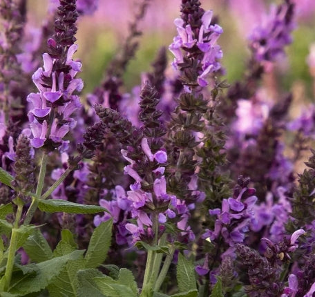 Salvia n. 'Rose Marvel'