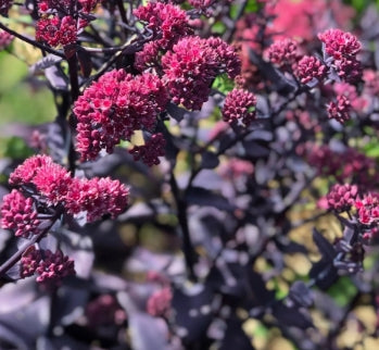 Sedum spu. 'Ruby'