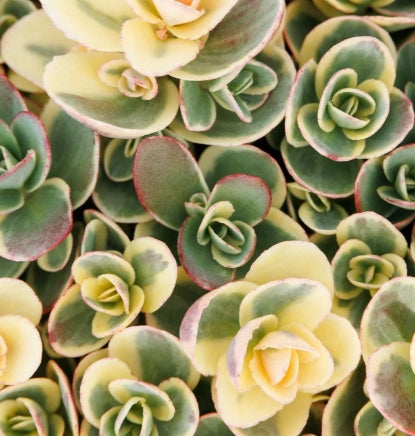 Sedum SunSparkler 'Lime Twister'