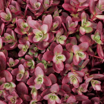 Sedum SUNSPARKLER® 'Firecracker'