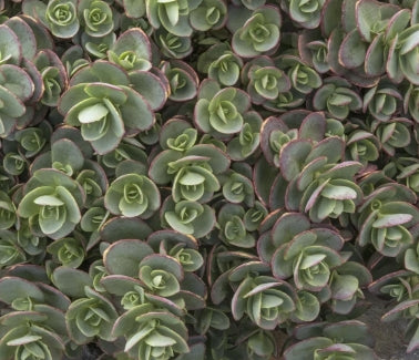 Sedum SUNSPARKLER® 'Lime Zinger'