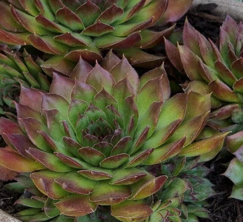 Sempervivum 'Black'