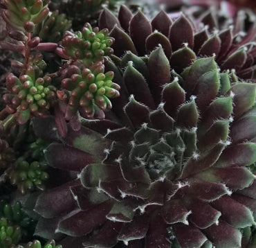 Sempervivum 'Jade Rose'