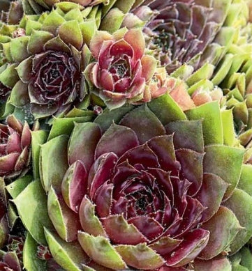 Sempervivum 'Red Rubin'