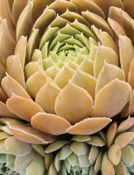 Sempervivum 'Pacific Blue Ice'