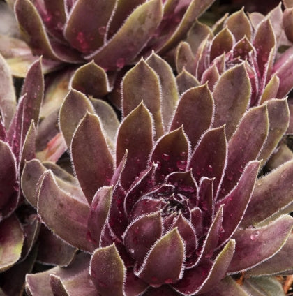 Sempervivum 'Ruby Hearts'