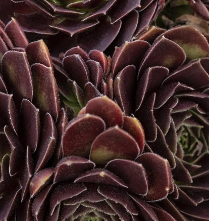 Sempervivum ‘Rubikon’
