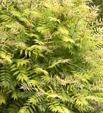 Sorbaria sorbifolia 'Sem' PP16336