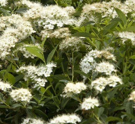 Spiraea j. 'Yeti™' PP28999
