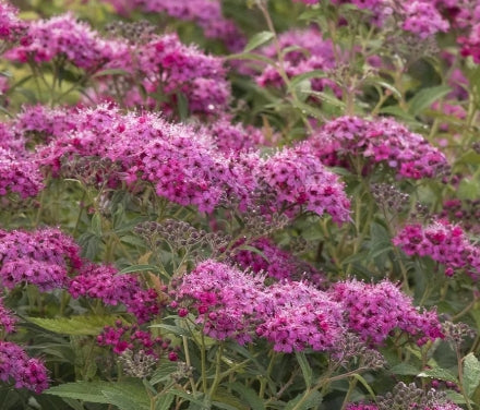 Spiraea j. 'Neon Flash'