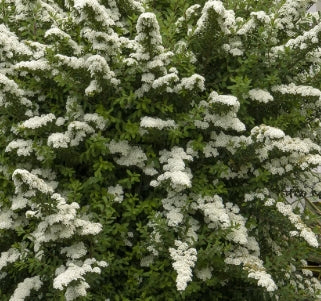 Spiraea n. 'Snowmound'