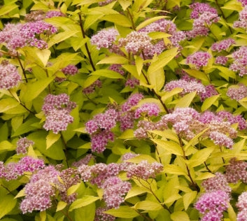 Spiraea x b. 'Goldmound'