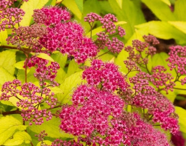 Spiraea x b. 'Goldflame'