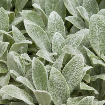 Stachys byz. 'Silver Carpet'