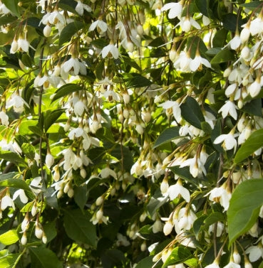 Styrax j. 'Snowbell'