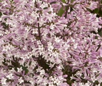 Syringa p. 'Miss Kim' (purple)