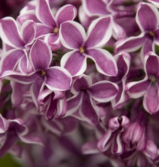 Syringa vulgaris 'Sensation' (white/purple)