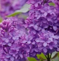 Syringa vulgaris 'Yankee Doodle' (purple)
