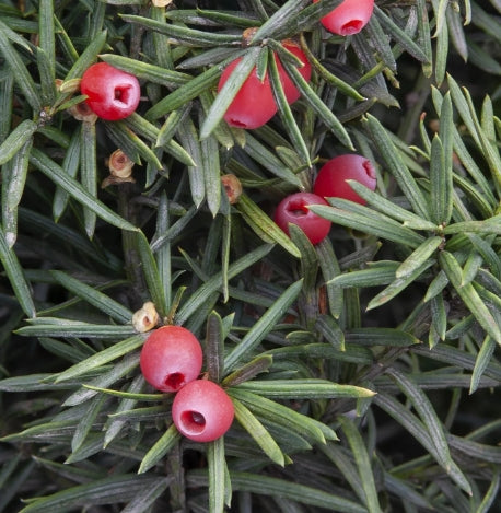 Taxus x m. 'Hicksii'