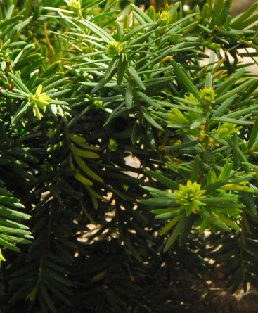 Taxus x m. 'Densiformis'