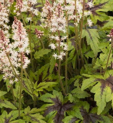 Tiarella 'Sugar and Spice'