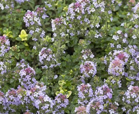 Thymus x citriodorus 'Doone Valley'