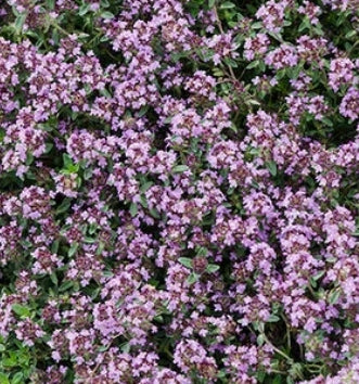 Thymus s. 'Pink Chintz'