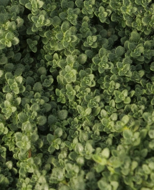 Thymus s. 'Elfin'