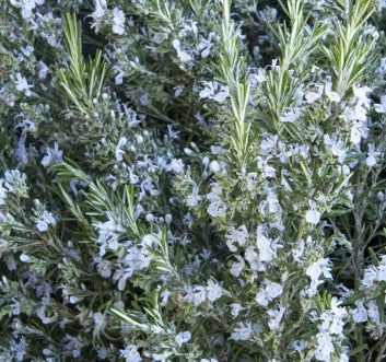 Rosmarinus officinalis 'Arp'