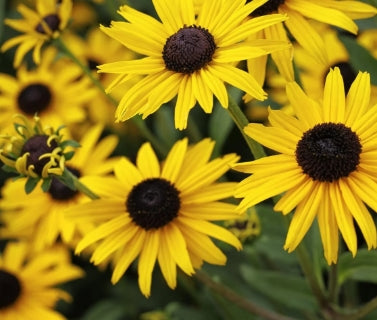 Rudbeckia f. 'Early Bird Gold'