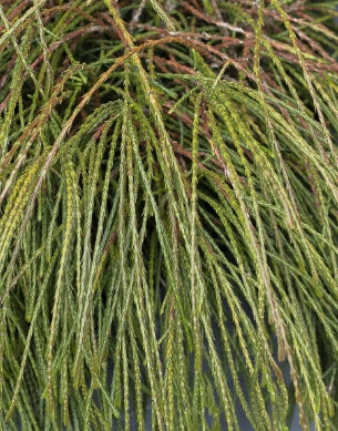 Thuja plicata 'Whipcord'