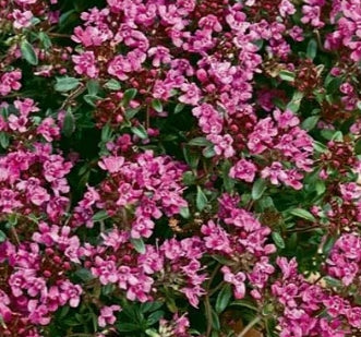 Thymus s. 'Coccineus'