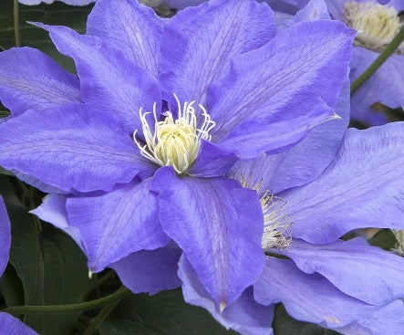 VINE Clematis 'H.F. Young' (blue)