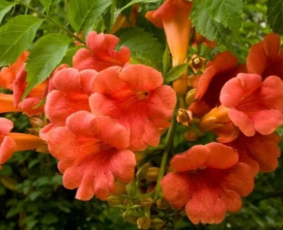VINE Campsis x tag. 'Madame Galen' (orange/red)