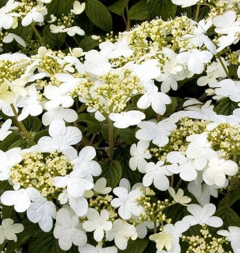 Viburnum p.t. 'Summer Snowflake'