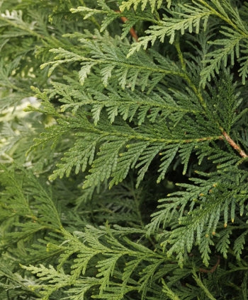 Thuja plicata 'Green Giant' (CG)