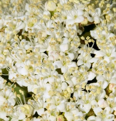 Viburnum l. 'Mohican'